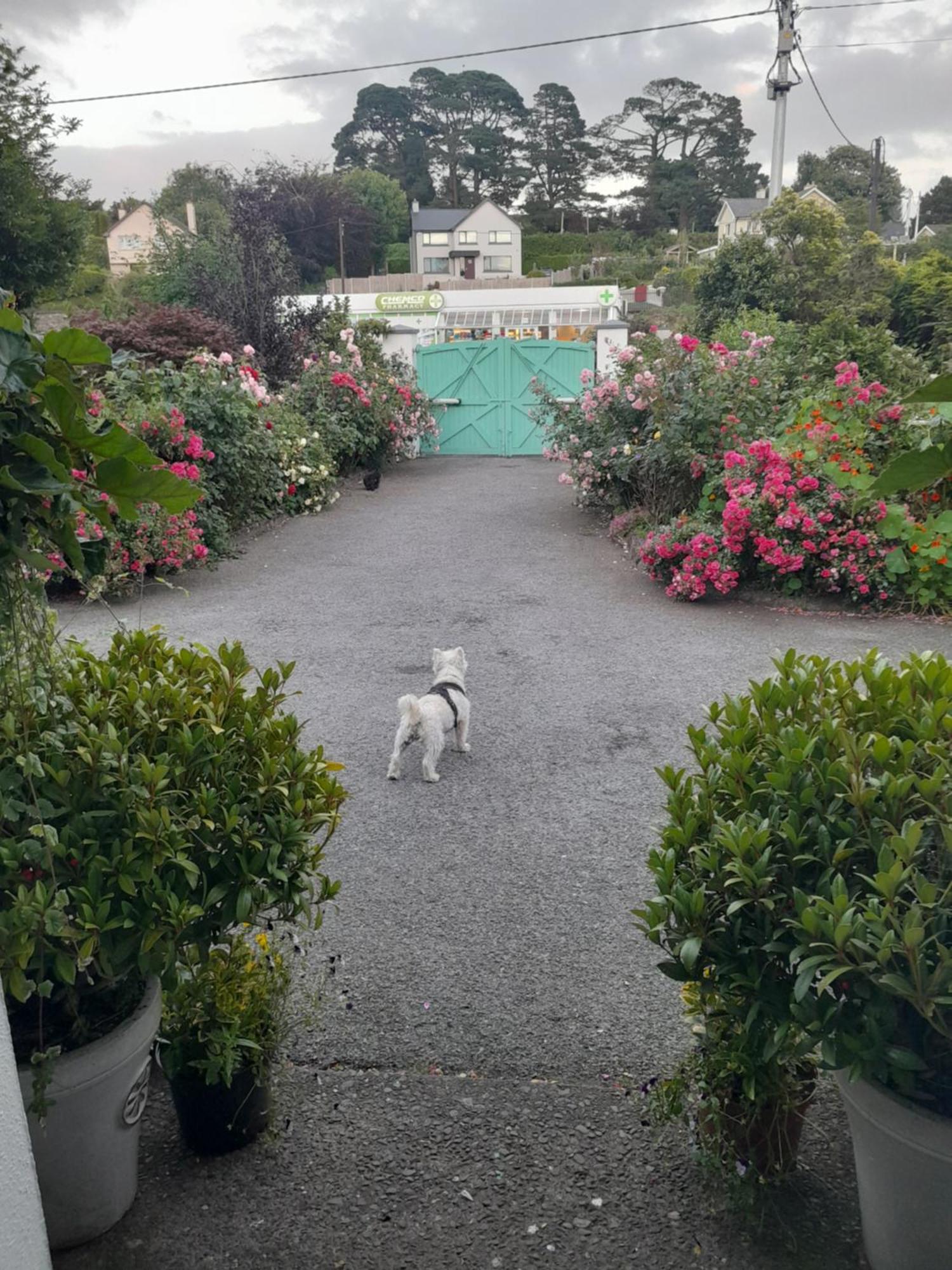 Saint Martin'S Bed And Breakfast Bandon Bagian luar foto